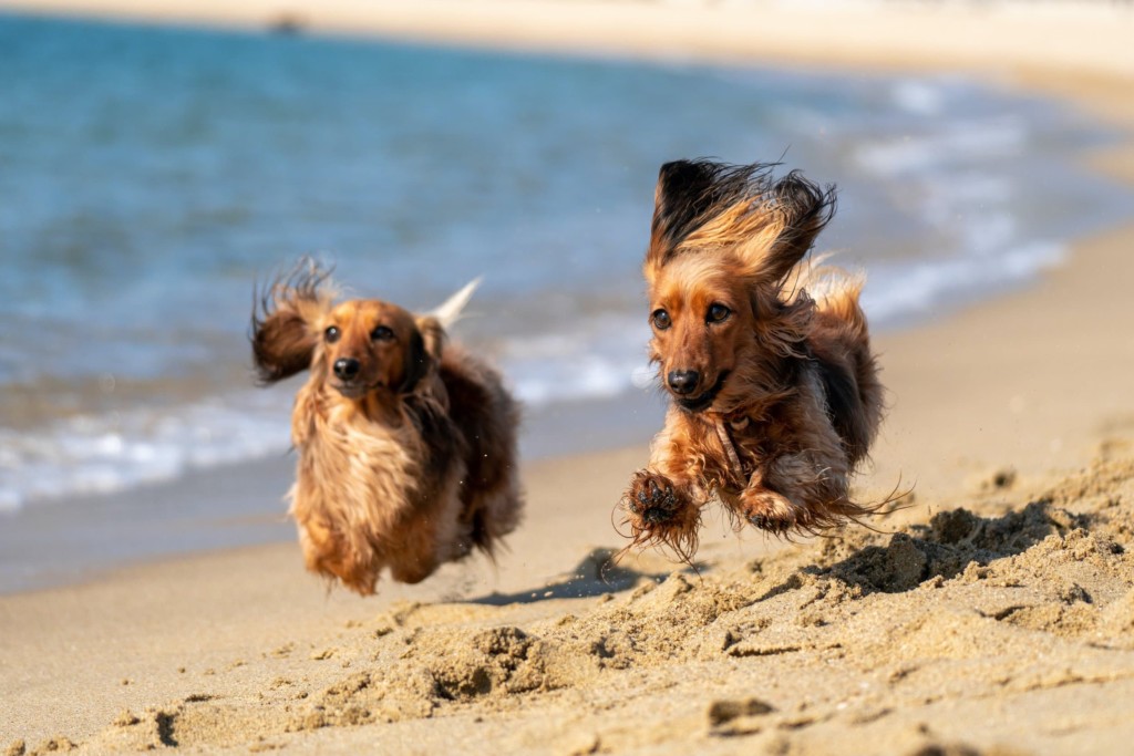 Two long haired dachshunds running on the beach.