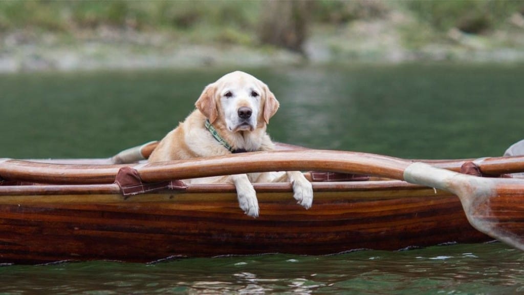 Yellow lab and canoe