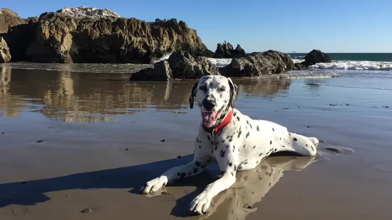 A charming Dalmatian dog lounges on a sandy beach, with the rhythmic ebb and flow of cresting waves behind it. A rugged landscape of weathered rocks holds a scenic backdrop, making it an ideal spot for you and your canine companion to explore. - Dogtrekker