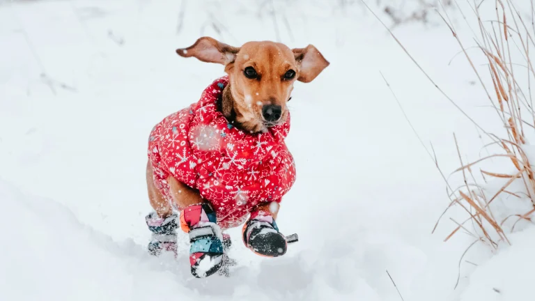 Image from Winter woes and wags on DogTrekker