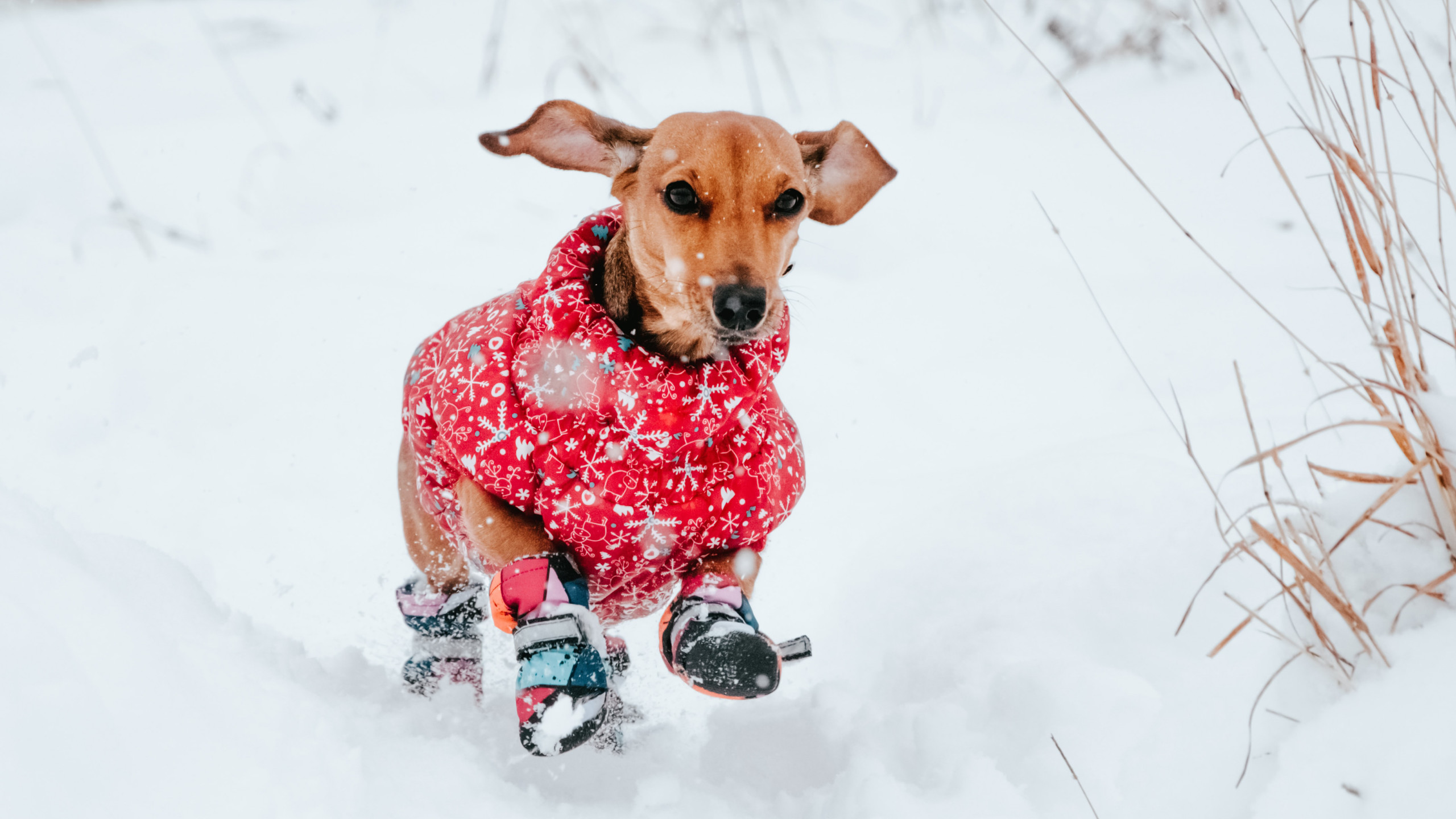 dachshund in snow wearing jacket and boots