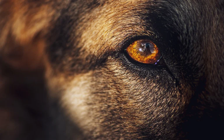 Image from What's that in your dog's eye on DogTrekker