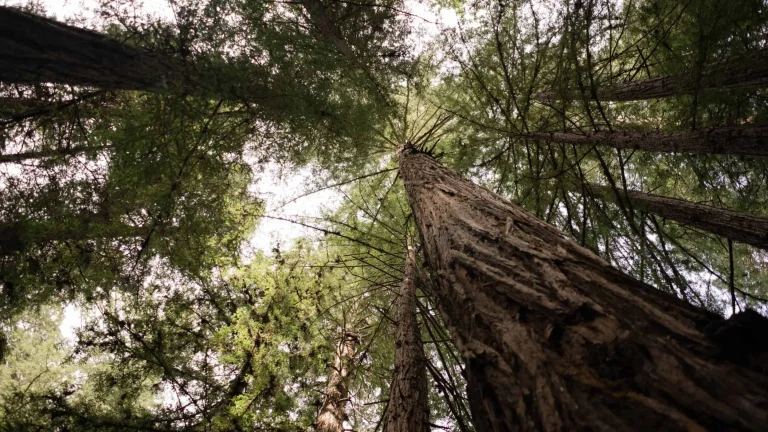 Redwood trees at Samuel P. Taylor State Park.