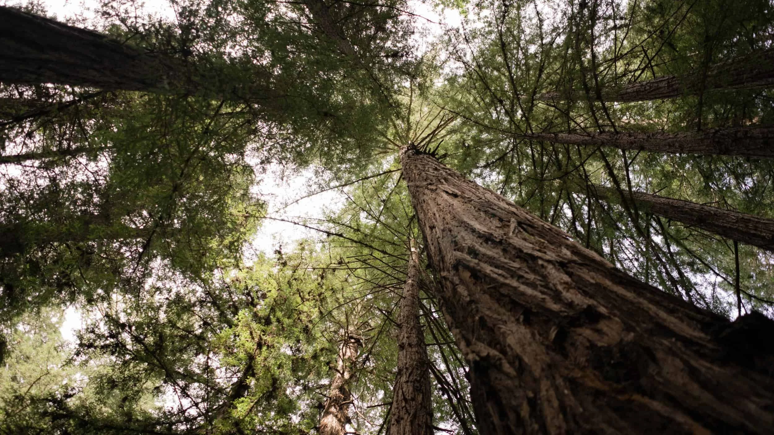 Redwood trees at Samuel P. Taylor State Park.