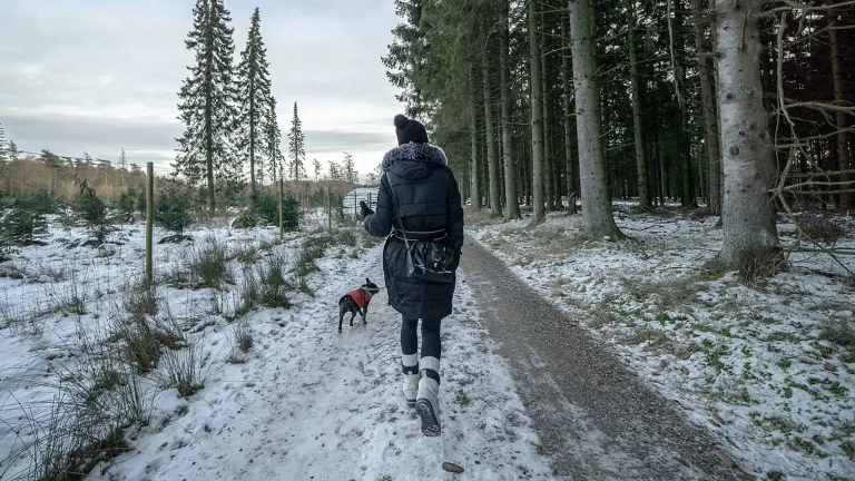 Image from At Tahoe: plowed trails for tails on DogTrekker