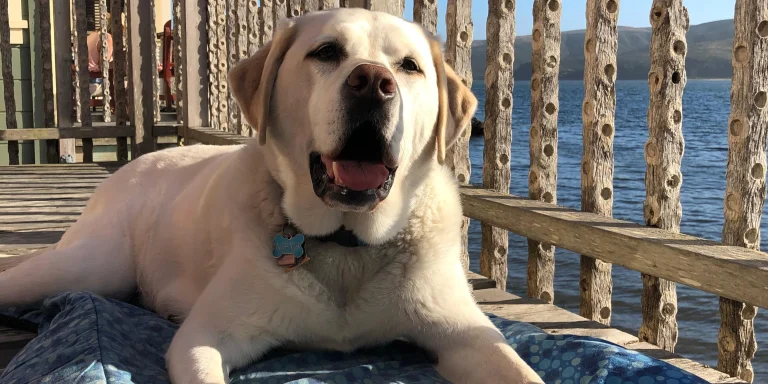 Maya at Nick's Cove.