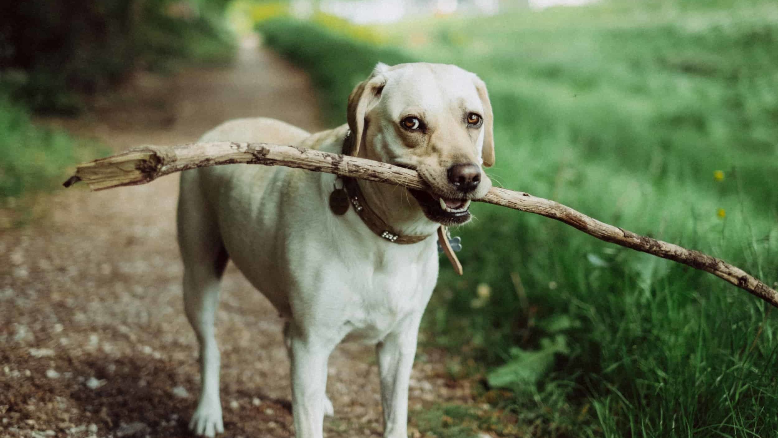 yellow lab on trail carrying large branch