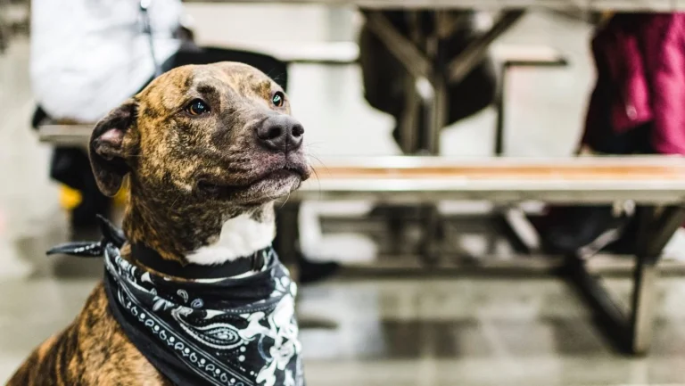 Image from Sacramento's dog-friendly craft breweries on DogTrekker