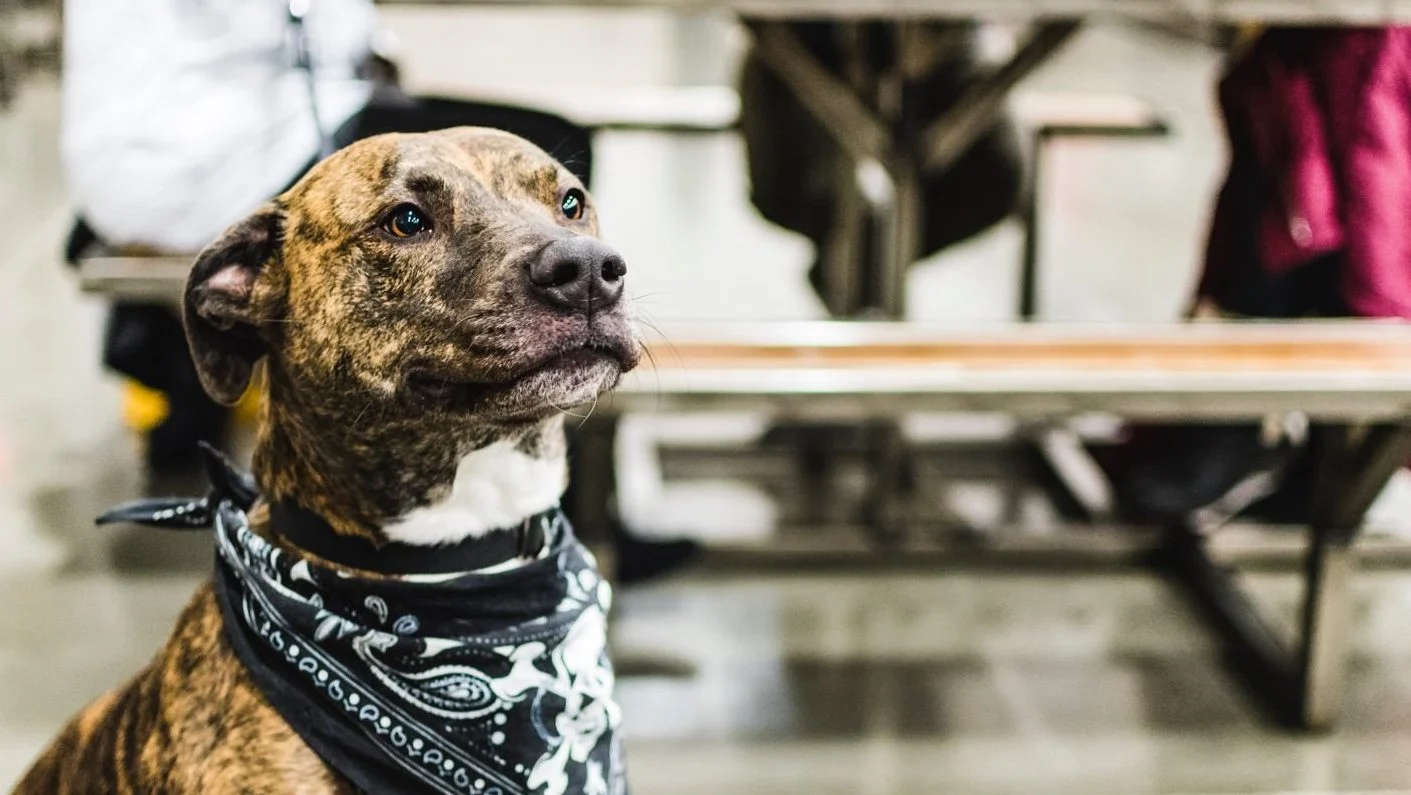 Image from Sacramento's dog-friendly craft breweries on DogTrekker