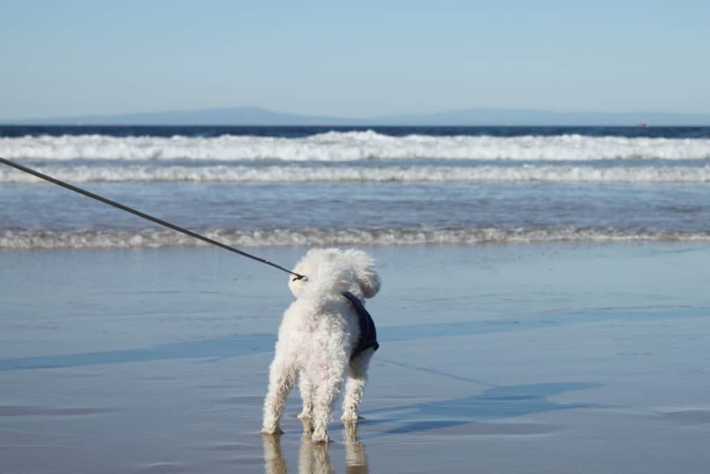 white dog on leash at beach