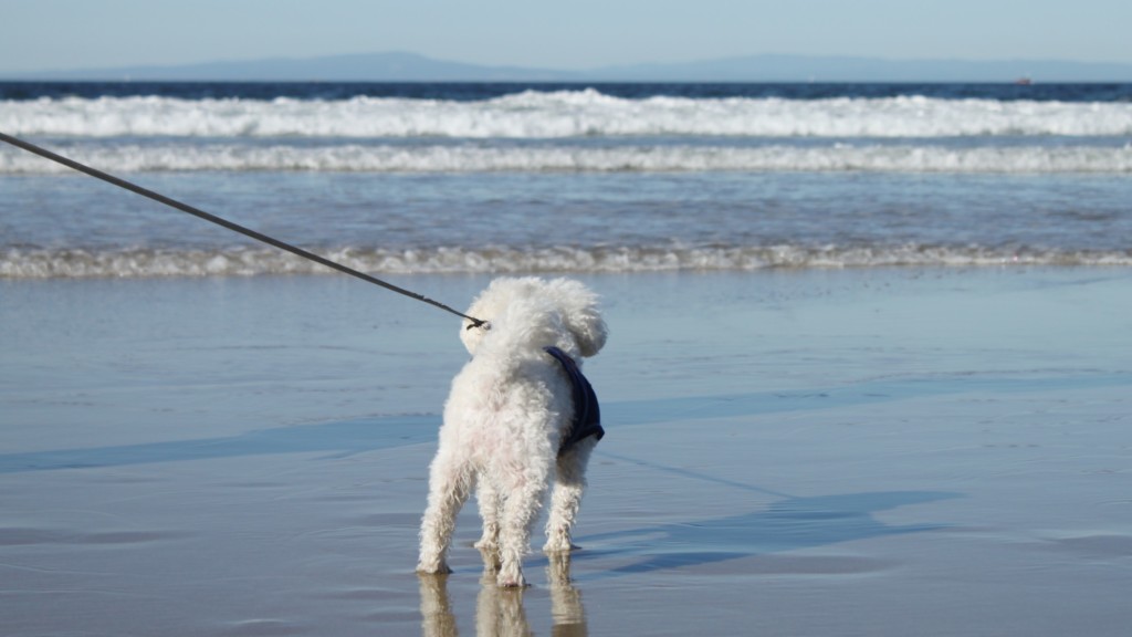white dog on leash at beach