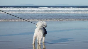 Dog-friendly guide to Stinson Beach and Bolinas