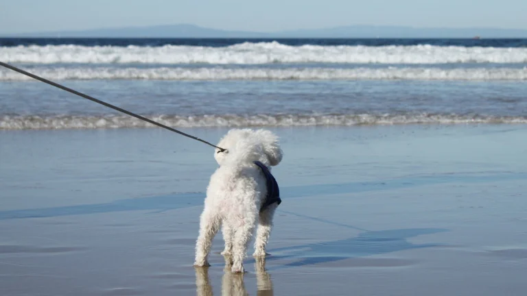 Image from Nothing stingy about stinson on DogTrekker