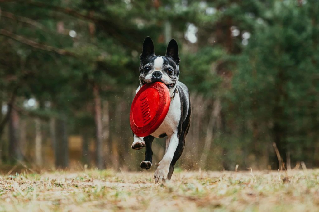 Boston terrier running with frisbee in mouth