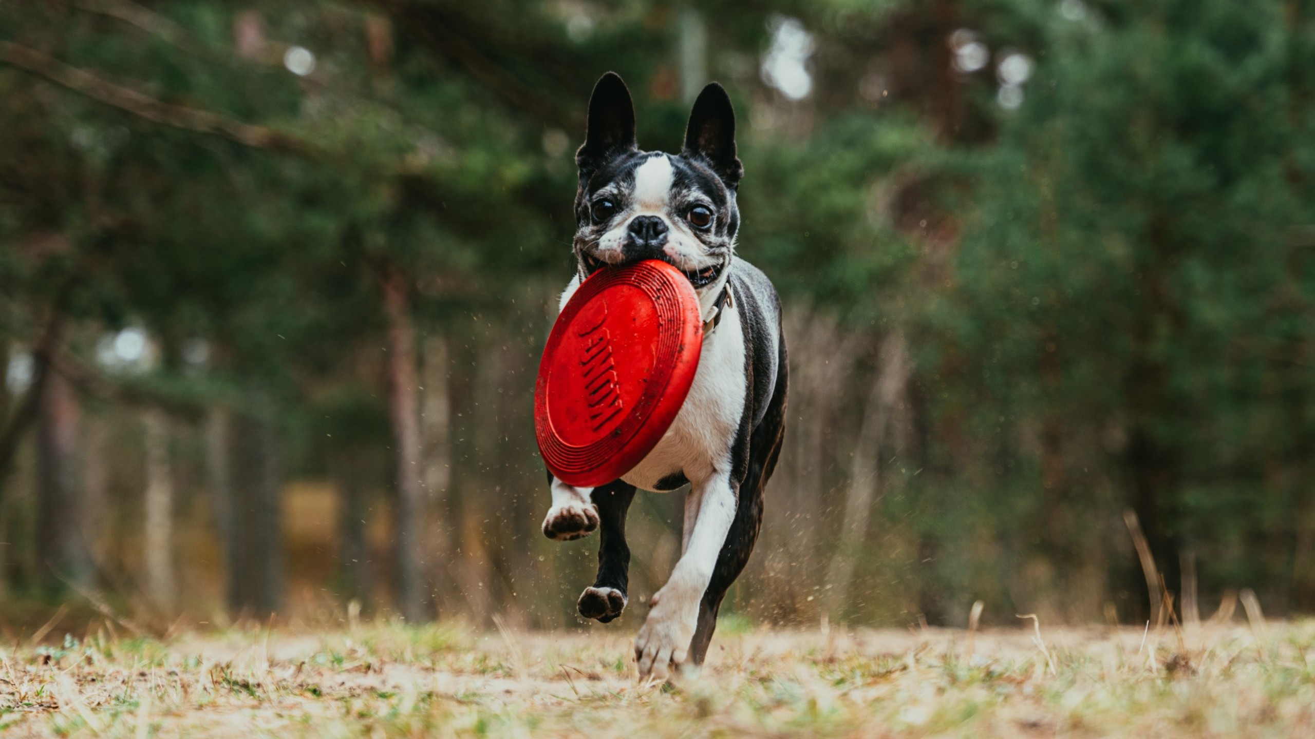 Boston terrier running with frisbee in mouth
