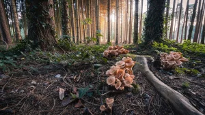 Mushroom dangers – even in the off season