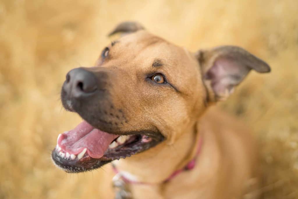 happy dog in golden grass