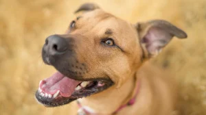 Dog-friendly EBMUD: What is it?