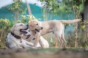 3 yellow labs
