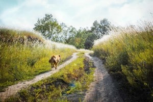 dog off-leash hiking on trail surrounded by green grass