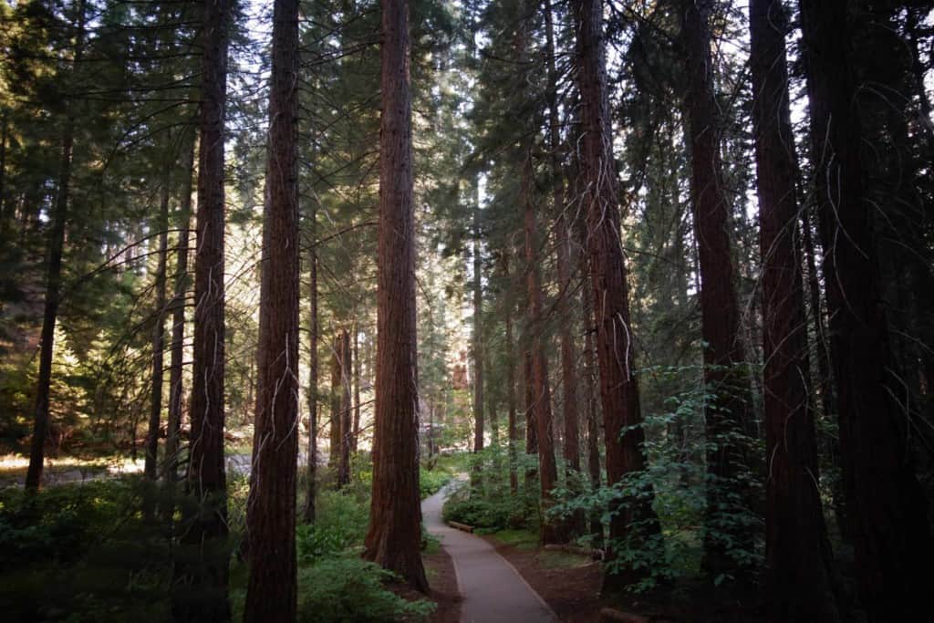 walking path through redwood trees