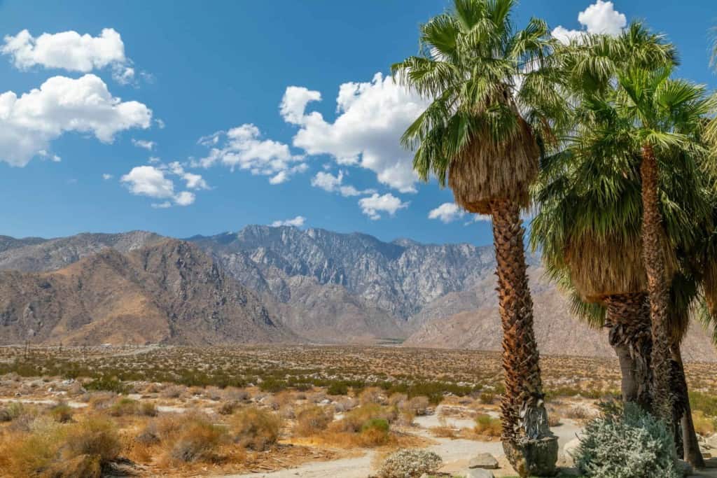 view of desert mountains and palm trees