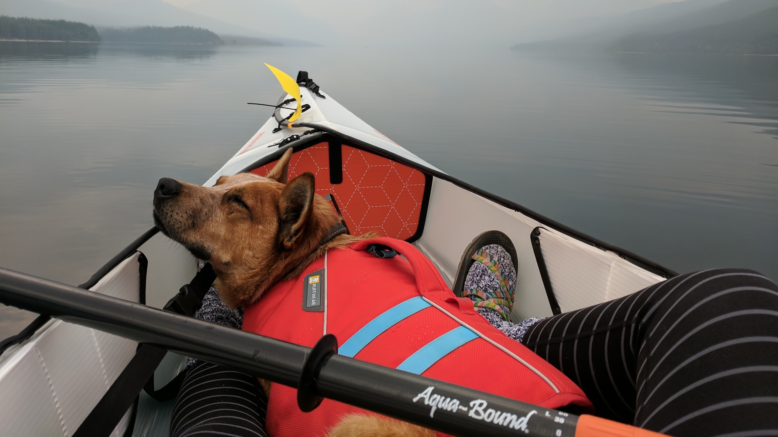 dog wearing life vest asleep in kayak on river with fog