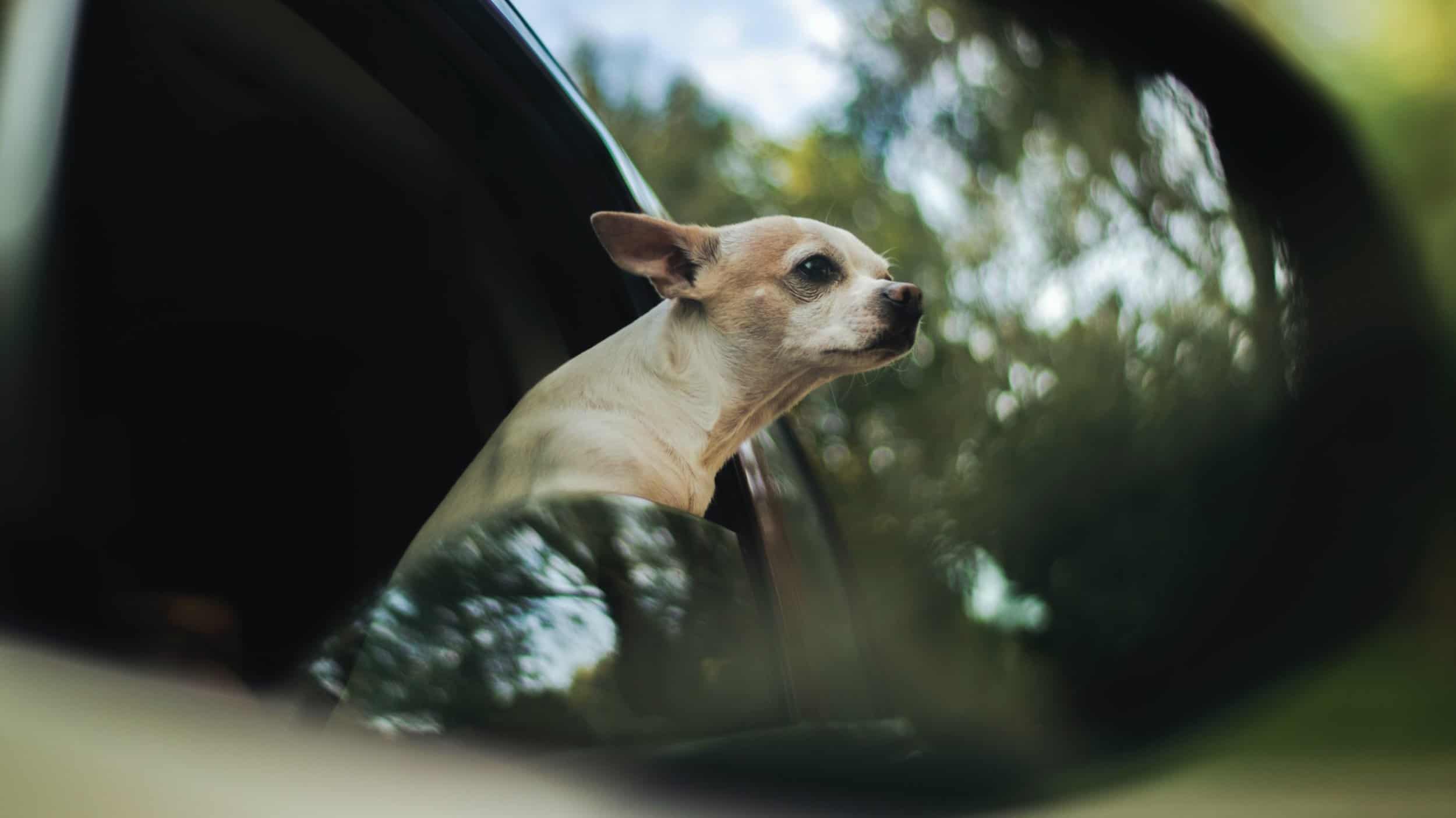 chihuahua reflection in car mirror