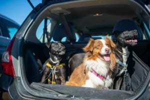 3 dogs in back of suv