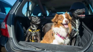Dog-friendly Highway 20 preserves beckon in spring