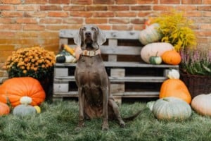 dog at pumpkin patch