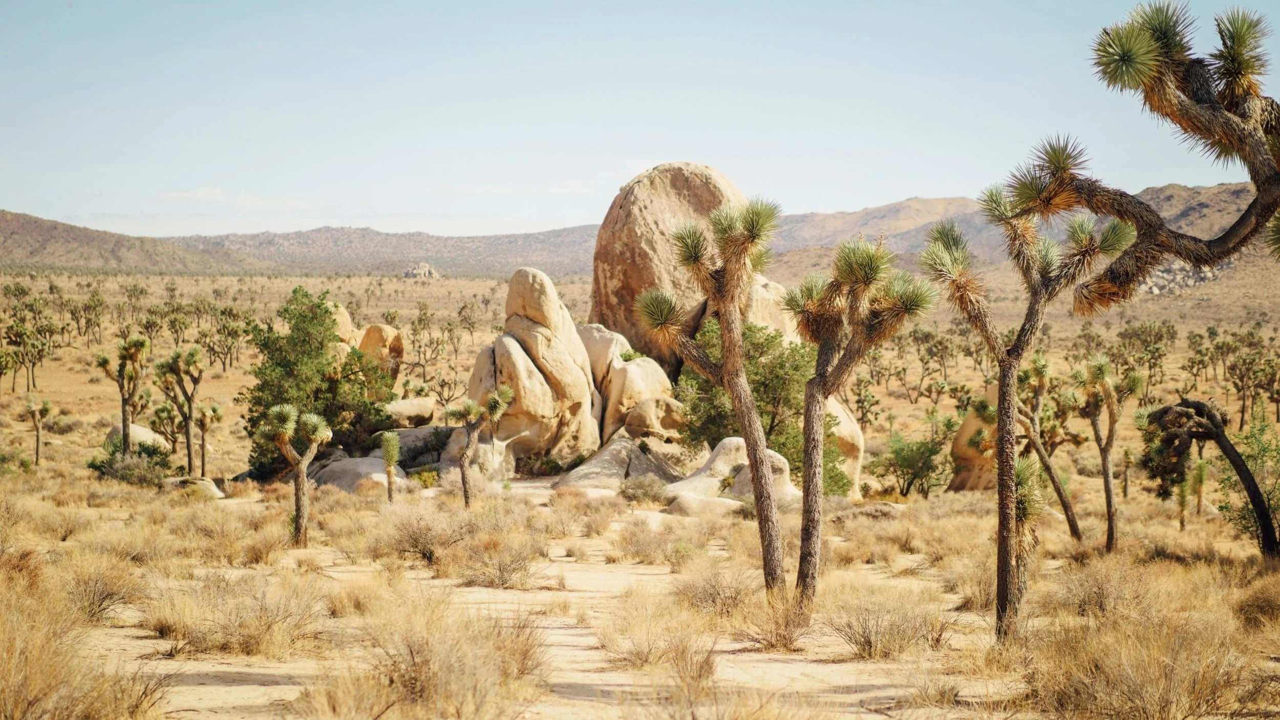 Joshua Tree National Park.