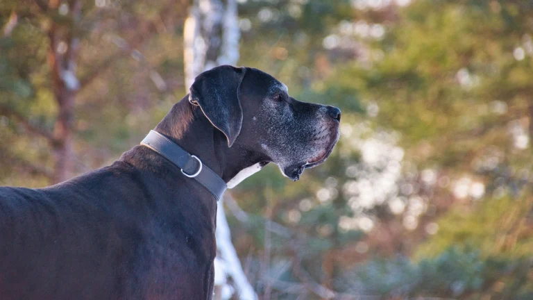 great-dane-paparazzi-ratzfatzzi-8660788