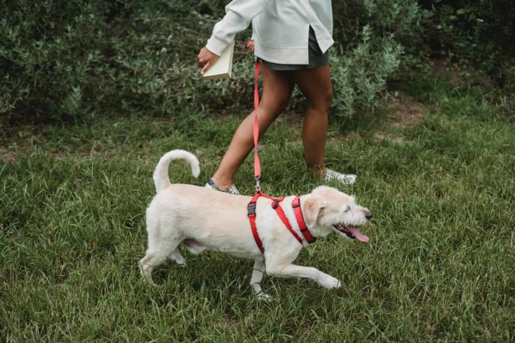 dog wearing red harness walking on grass