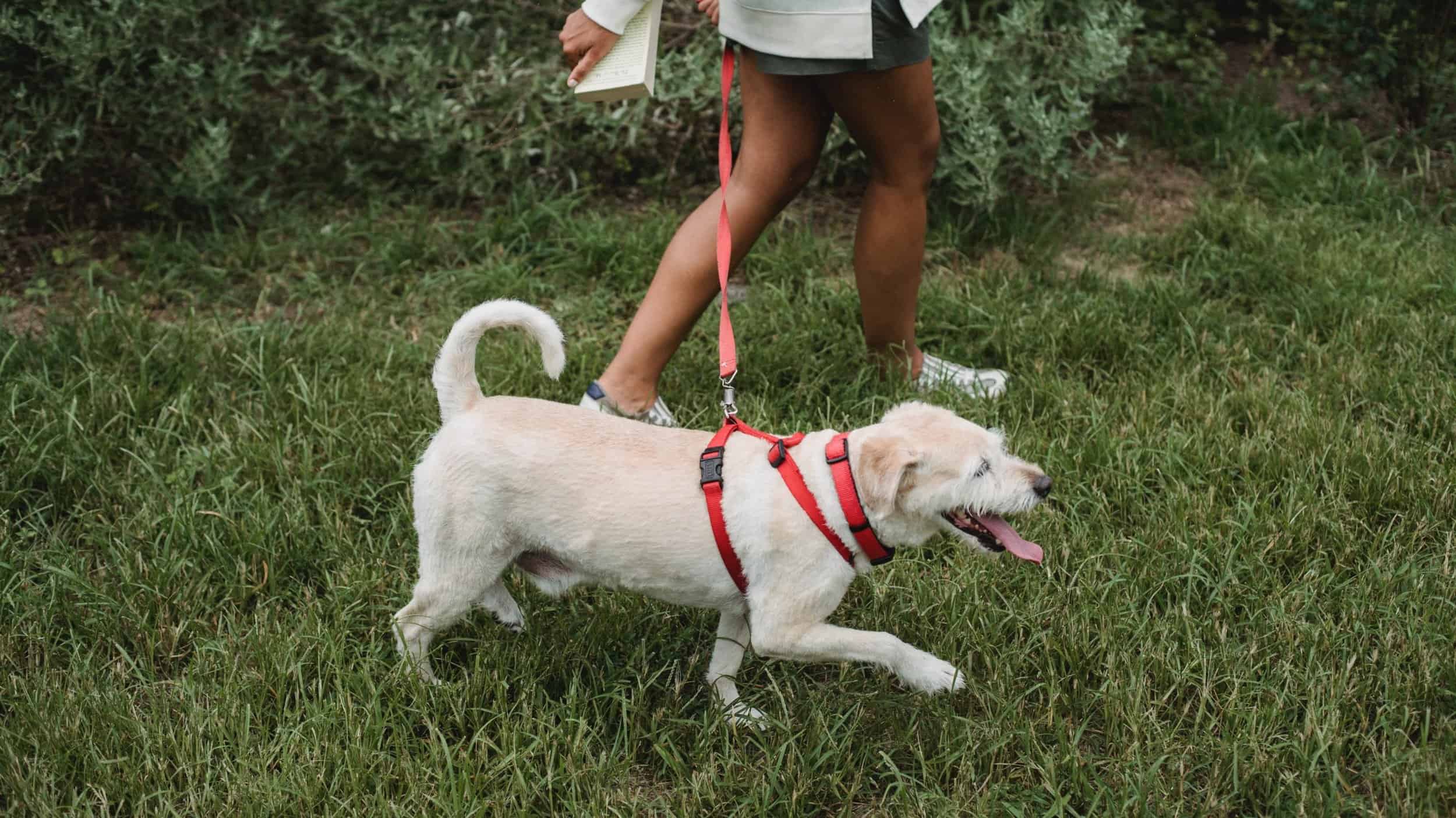 dog wearing red harness walking on grass