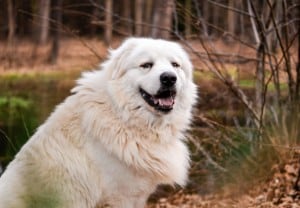 PyrPaw Rescue Great Pyrenees dog