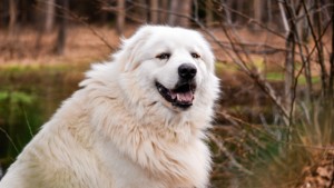 PyrPaw Rescue Great Pyrenees dog