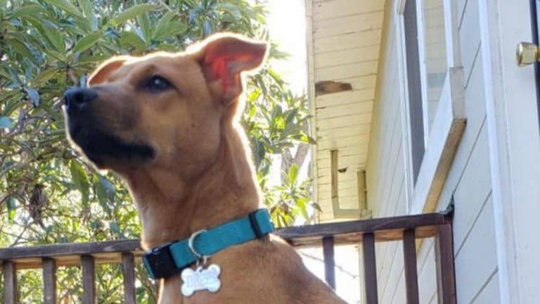 Dog at the Contra Costa Humane Society