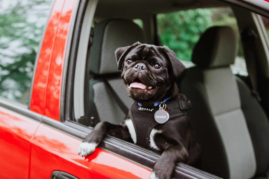 black pug in window of red car