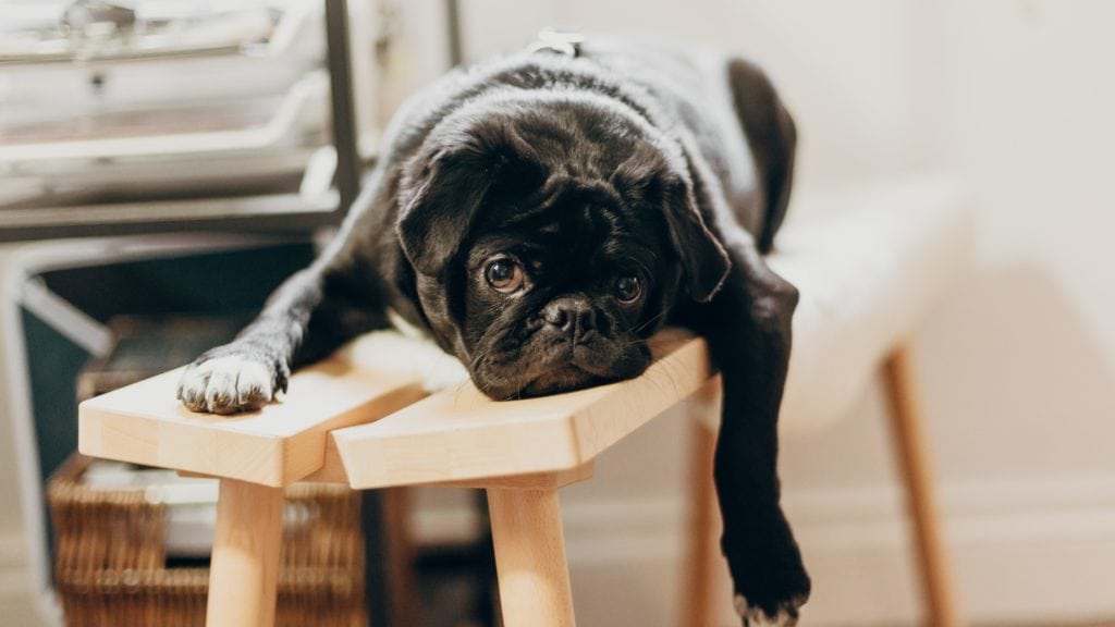 black pug lays on bench with sad expression