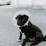 Dog with cone after surgery