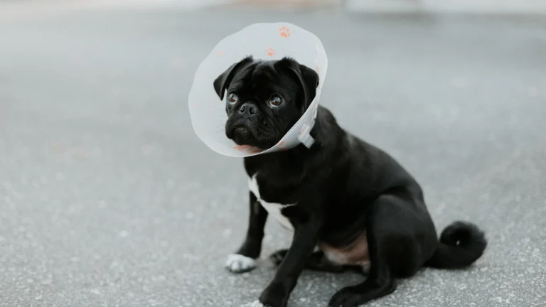 Image from Rehabbing your dog after surgery on DogTrekker