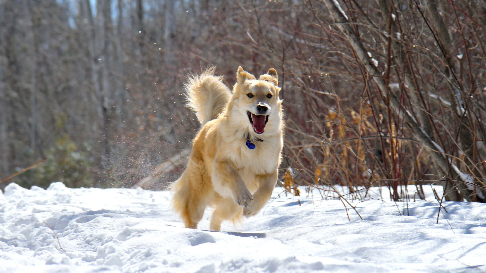 A dog running through the snow.