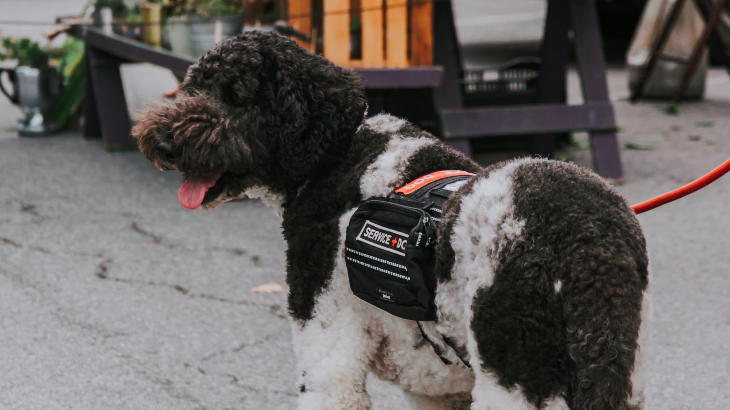poodle mix wearing backpack that reads "service dog"