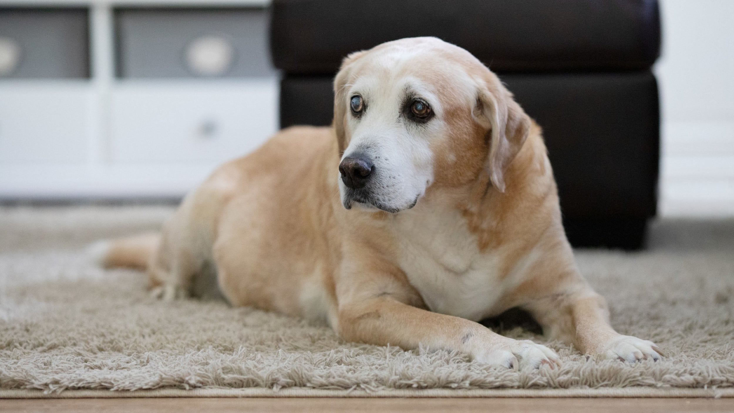 senior yellow lab with cloudy eyes