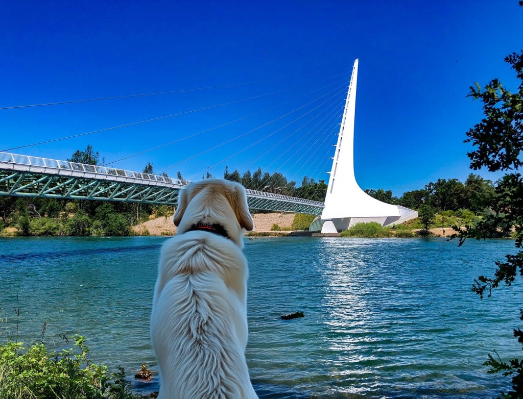 A golden retriever sits facing a modern suspension bridge over a calm river in Redding. The sky is clear blue, and green foliage lines the riverbanks. The bridge features a tall white spire and sleek architectural lines.