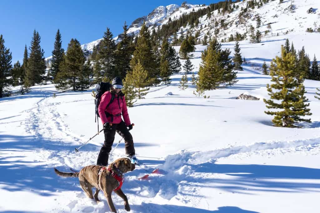 cross country skier with brown dog with snow and pine trees