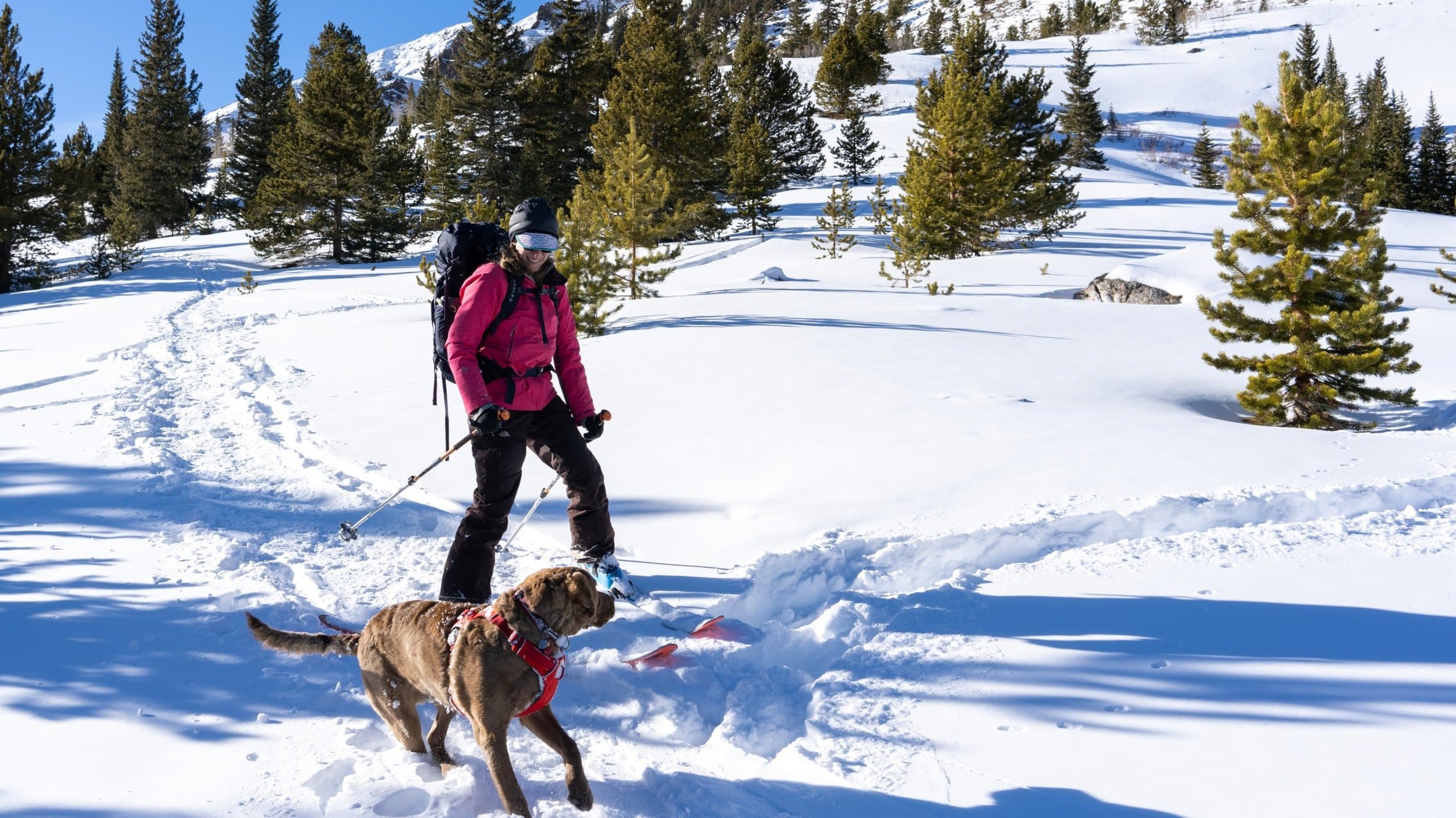 cross country skier with brown dog with snow and pine trees