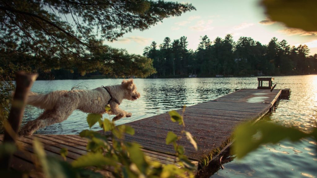 dog runs on dock at lake