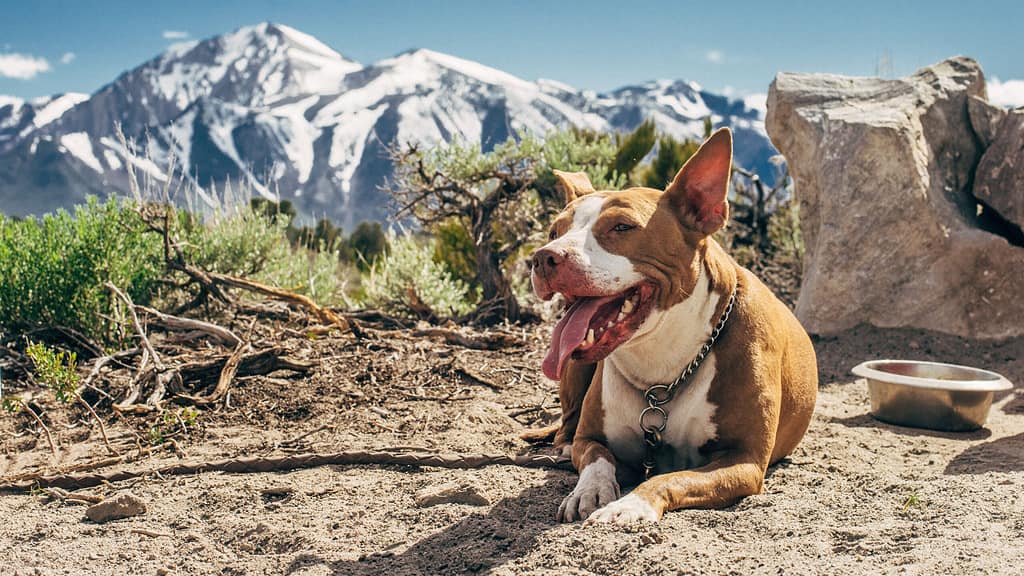 a brown and white dog laying in front of now covered mountains